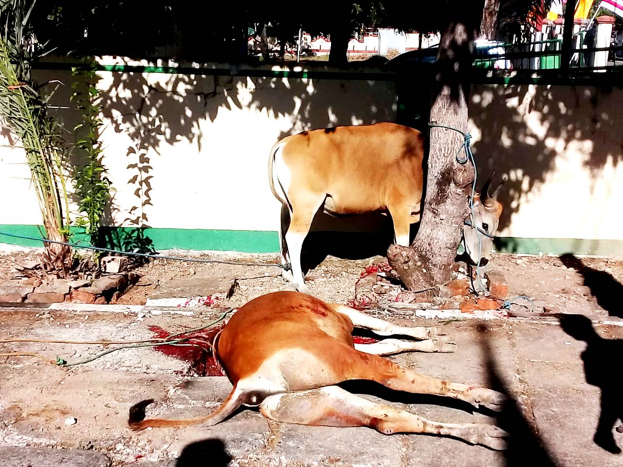 kurban 2